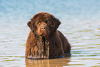 bathing Newfoundland Dog