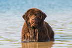 bathing Newfoundland Dog