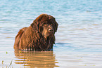 bathing Newfoundland Dog