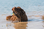 bathing Newfoundland Dog