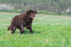 running Newfoundland Dog