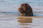 swimming Newfoundland Dog