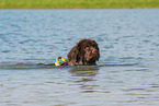 swimming Newfoundland Dog