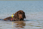 swimming Newfoundland Dog