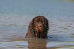 swimming Newfoundland Dog