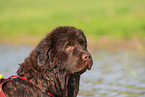 Newfoundland Dog Portrait