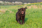 running Newfoundland Dog