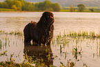 bathing Newfoundland Dog