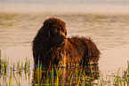 bathing Newfoundland Dog