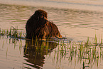 bathing Newfoundland Dog