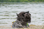 Newfoundland is trained as a water rescue dog