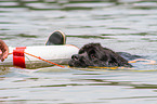 Newfoundland is trained as a water rescue dog