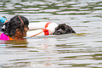 Newfoundland is trained as a water rescue dog
