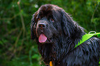 Newfoundland  Portrait