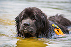 Newfoundland is trained as a water rescue dog