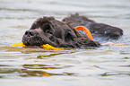 Newfoundland is trained as a water rescue dog