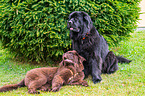 Newfoundlands
