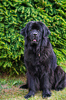 sitting Newfoundland