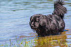 Newfoundland