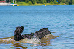 Newfoundland is trained as a water rescue dog
