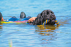 Newfoundland is trained as a water rescue dog