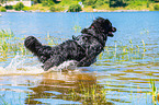 running Newfoundland