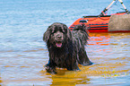 Newfoundland is trained as a water rescue dog