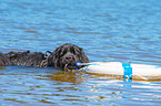 Newfoundland is trained as a water rescue dog