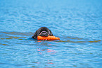 Newfoundland is trained as a water rescue dog
