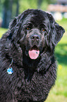 Newfoundland  Portrait