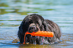 Newfoundland is trained as a water rescue dog