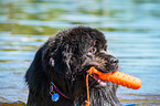 Newfoundland is trained as a water rescue dog