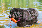 Newfoundland is trained as a water rescue dog