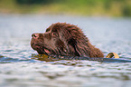 Newfoundland is trained as a water rescue dog