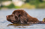 Newfoundland is trained as a water rescue dog