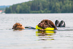 Newfoundland is trained as a water rescue dog