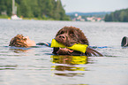 Newfoundland is trained as a water rescue dog