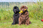 Newfoundlands