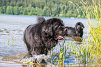 Newfoundlands