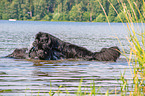 Newfoundlands