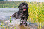 running Newfoundland