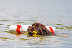 Newfoundland is trained as a water rescue dog