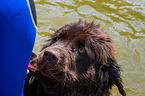 Newfoundland is trained as a water rescue dog