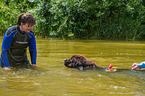 Newfoundland is trained as a water rescue dog
