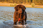 Newfoundland is trained as a water rescue dog