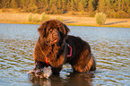 Newfoundland is trained as a water rescue dog