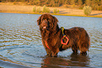 Newfoundland is trained as a water rescue dog
