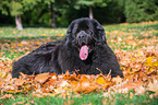Newfoundland Dog in the foliage