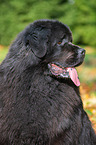Newfoundland Portrait