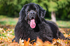 Newfoundland Dog in the foliage